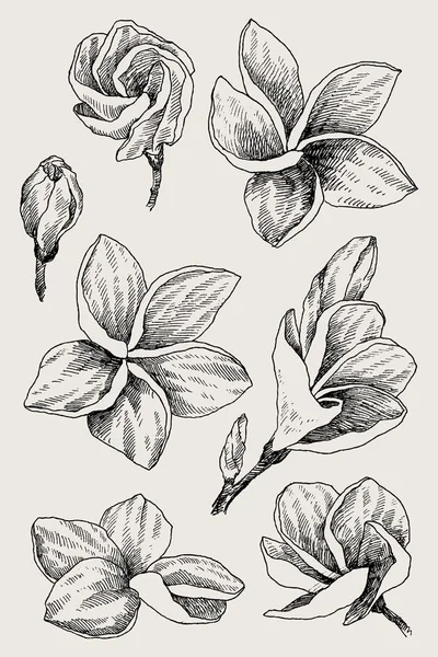 Ensemble de dessin à la main fleur tropicale Plumeria. Illustration vectorielle style de gravure. Objets isolés d'art linéaire très détaillés — Image vectorielle