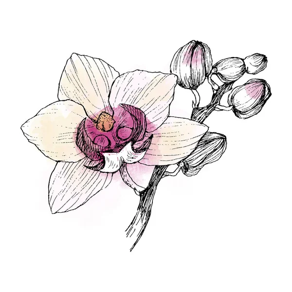 Orchidea nera disegnata a mano su uno sfondo bianco isolato. Illustrazione altamente dettagliata con acquerello. Bellissimo fiore esotico. Cymbidium per il tuo logo, composizione, design . — Foto Stock
