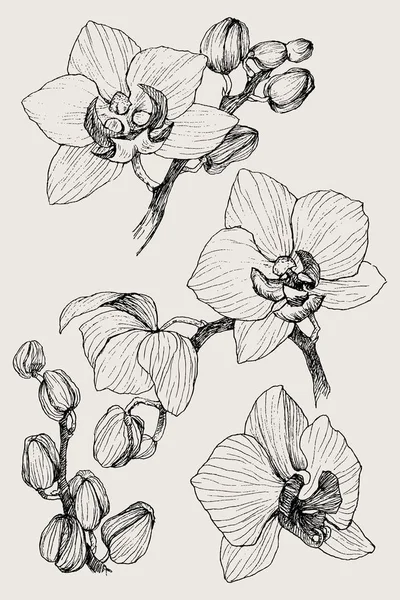 Set von handgezeichneten schwarzen Umrissen Orchidee auf weißem Hintergrund isoliert. hochdetaillierte Vektorillustration. schöne exotische Blume. cymbidium — Stockvektor