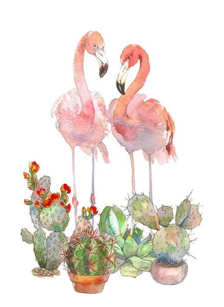 Dua flamingo dengan succulents terisolasi di latar belakang putih. Ilustrasi lukisan tangan berwarna air. Rastra . — Stok Foto