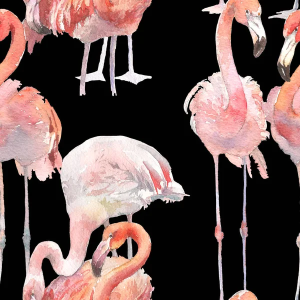 Akwarela bezszwowe wzór z egzotycznych flamingi na czarnym tle. Ozdoba letnich wydruku do owijania, Tapety, tkaniny — Zdjęcie stockowe