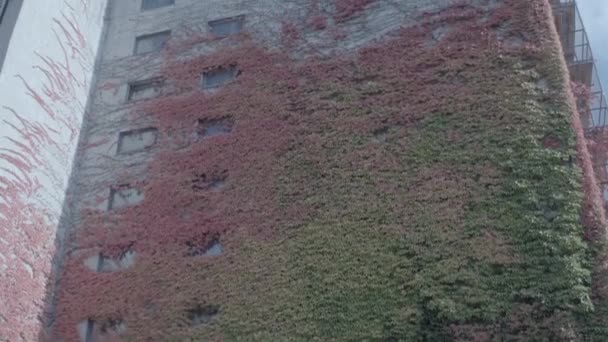 Herfstbladeren op een gevel. Herfst kleuren. Kantelen op het dak in 4k en S-Log3. Long shot. — Stockvideo