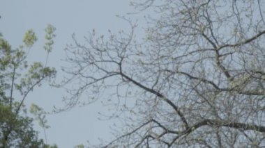 İsa ile eski mezar taşı bir güneşli bahar gününde çapraz. Soldan sağa doğru çapraz için pan. 4k Slog3. Orta atış.