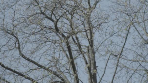 Vieille pierre tombale avec Jésus croix un jour de printemps ensoleillé. Inclinez-vous du ciel pour traverser. 4K en SLOG3. Plan moyen . — Video