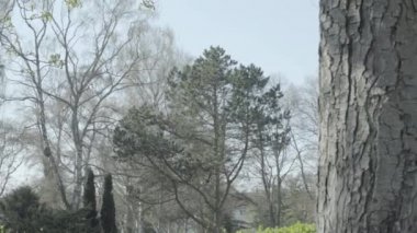 Eski mezar taşı bir güneşli bahar gününde Ivy ile kaplı. Sağdan sola mezar taşı üzerinde pan. 4k Slog3. Uzak ihtimal.