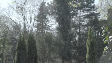 Eski mezar taşı bir güneşli bahar gününde Ivy ile kaplı. Sola doğru ilan geçen için pan. 4k Slog3. Uzak ihtimal.