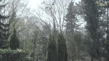 Eski mezar taşı bir güneşli bahar gününde Ivy ile kaplı. Soldan sağa mezar taşı üzerinde pan. 4k Slog3. Uzak ihtimal.