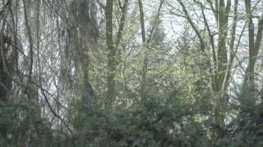 Bir melek bir güneşli bahar gününde eski mezar. Melek aracılığıyla sol geçen sağdan dön. 4k Slog3. Orta atış.
