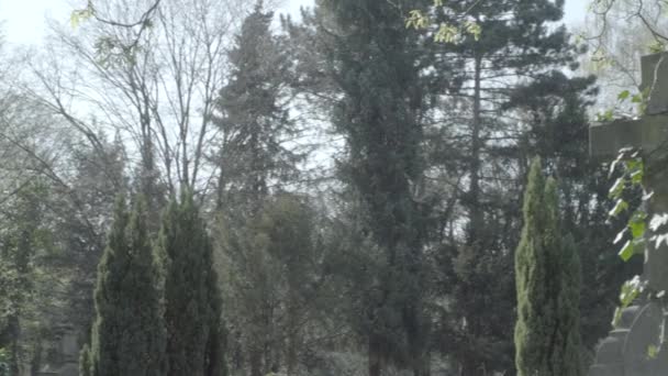 Alter Grabstein mit Efeu bedeckt an einem sonnigen Frühlingstag. Schwenk von links nach rechts über Grabstein. 4k in Slog3. Weitschuss. — Stockvideo