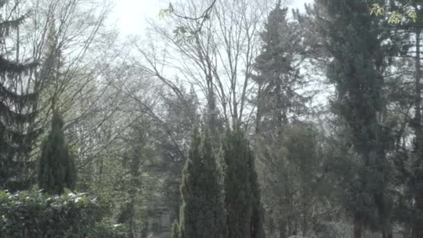 古い墓石は、日当たりの良い春の日に、ツタに覆われました。墓石の右へ左からパンします。Slog3 で 4 k。ロング ショット. — ストック動画