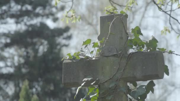 Παλιά tombstone καλύπτονται με κισσό σε μια ηλιόλουστη ημέρα άνοιξη. Κλίση από σταυρό ουρανό. 4k σε Slog3. Μεσαίο πλάνο. — Αρχείο Βίντεο