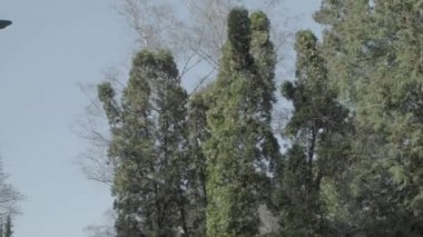 Bir güneşli bir bahar gününde bir melek ile 20 yüzyıldan eski mezar taşı. Sağdan sola kaydır. 4k Slog3. Orta atış.