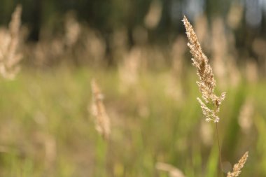 Spikelets yeşil bir alana arka planı