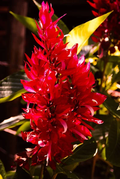 Egzotyczny Purpurowy Kwiat Kuby Znany Jako Pampas Plume — Zdjęcie stockowe