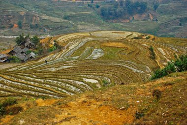 Traditional teracced rice field in Sapa Valley Vietnam