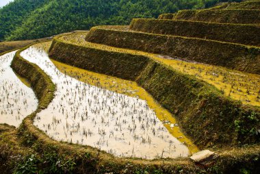 Detail of the traditional teracced rice field in Sapa Valley