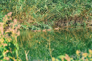 Bir ördek sürüsü nehirde çalıların arasında sazlıklarda.
