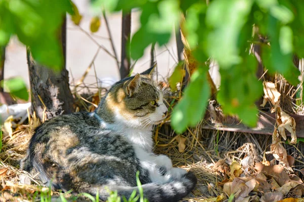 Un gato gris duerme en los arbustos cerca de la cerca . — Foto de Stock