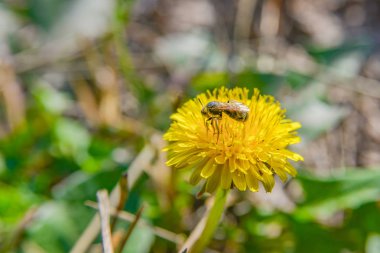 Sarı karahindiba üzerindeki bir arı bal için nektar toplar..