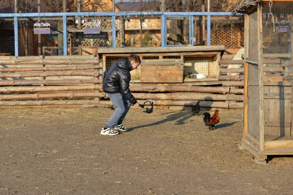 El tipo que el fotógrafo corre tras el pollo y lo dispara en una cámara de video montada en el sostenido. Filmando un video en un rancho . — Foto de Stock