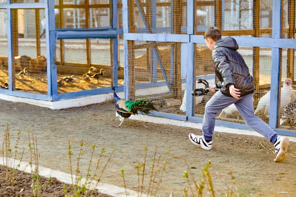 A guy photographer takes a video of a running peacock on camera.