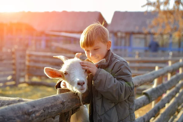 Niño alegre y feliz abraza y acaricia una cabra con cuernos, el concepto de la unidad de la naturaleza y el hombre . — Foto de Stock