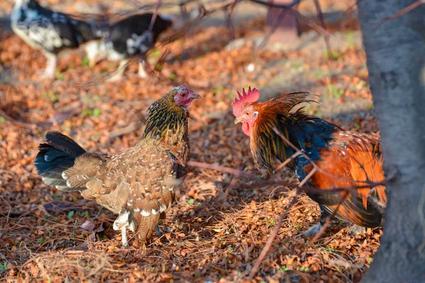 Egy beképzelt kakas megtámadja a csirkét, két kakas harcol és csapkodja a szárnyait.. — Stock Fotó