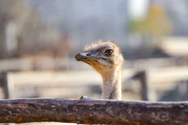 Ostrich behind a wooden fence in the zoo looks around. — Stock Photo, Image