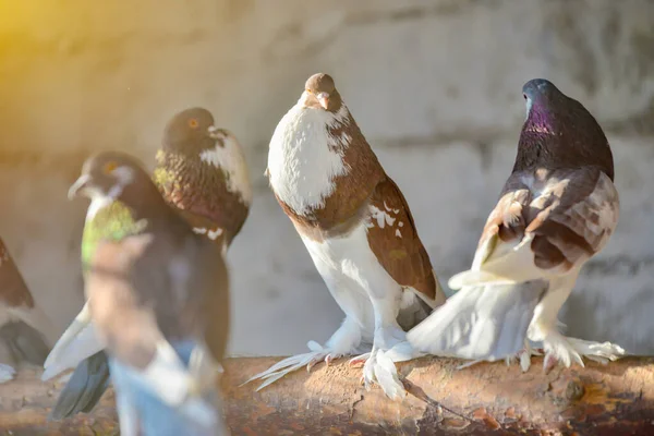 Pombos castanhos e cinzentos estão sentados nos poleiros em sua casa de pássaros . — Fotografia de Stock