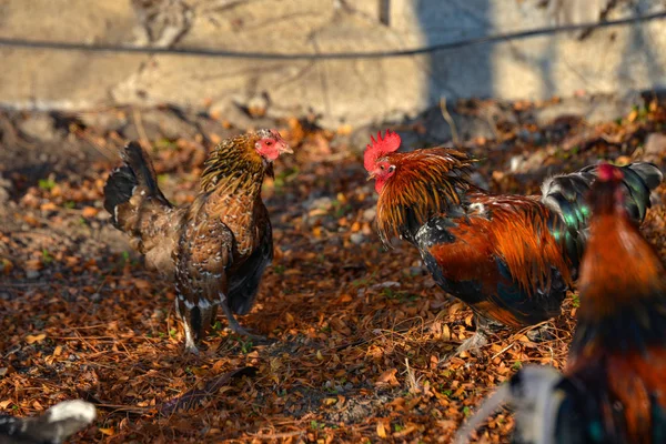 Una polla arrogante ataca a un pollo, dos gallos pelean y aletean sus alas . —  Fotos de Stock