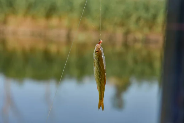 Um verme peixes capturados pendurado em uma linha de pesca . — Fotografia de Stock
