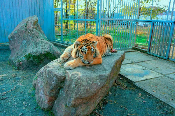 Тигр в зоопарке лежит в клетке и смотрит на посетителей . — стоковое фото