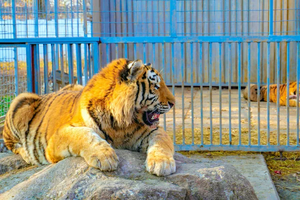 ஒரு மிருகக்காட்சிசாலையில் ஒரு புலி ஒரு குடையில் கிடந்து பார்வையாளர்களைப் பார்க்கிறது . — ஸ்டாக் புகைப்படம்