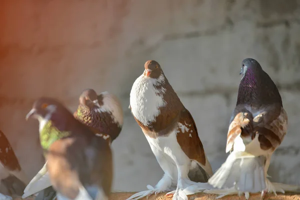 Piccioni bruni e grigi sono seduti sui posatoi nella loro casa di uccelli . — Foto Stock