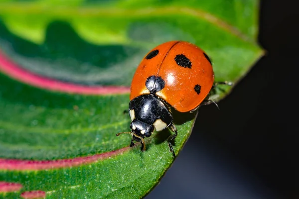 Joaninha rastejando em uma folha verde gramada, foto macro da vida selvagem . — Fotografia de Stock