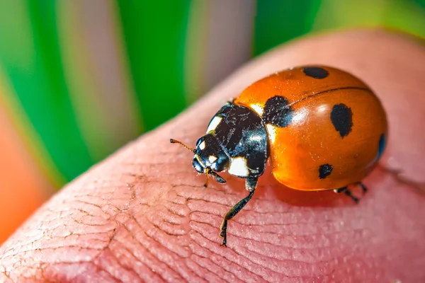 Joaninha rastejando em uma folha verde gramada, foto macro da vida selvagem . — Fotografia de Stock