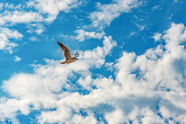 Bulutların altında bir martı uçuyor..