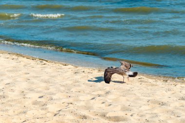 Gri bir martı denizin kenarında yürüyor..