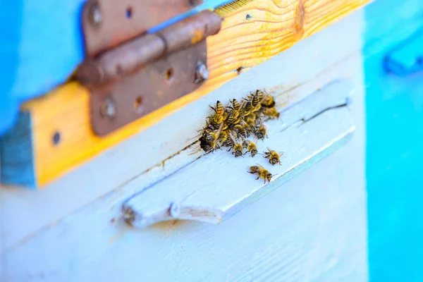Las abejas en la tabla de vuelo en la colmena, en el colmenar para la extracción de miel dulce . — Foto de Stock