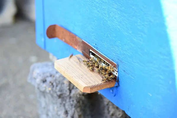 Las abejas en la tabla de vuelo en la colmena, en el colmenar para la extracción de miel dulce . — Foto de Stock