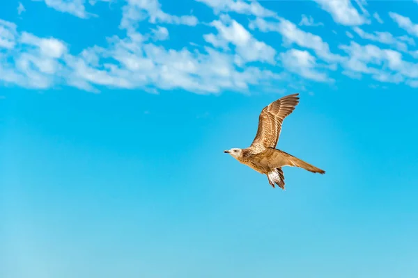 Bulutların altında bir martı uçuyor.. — Stok fotoğraf