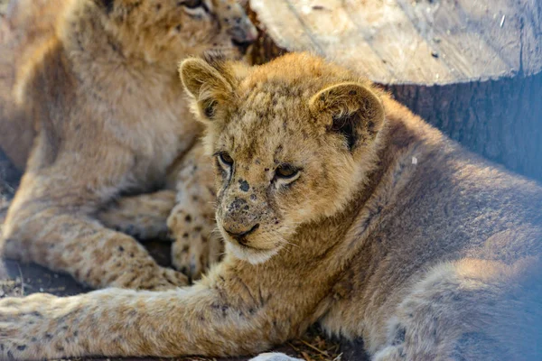 Genç aslanlar hayvanat bahçesinde bir kafeste birbirleriyle oynarlar.. — Stok fotoğraf