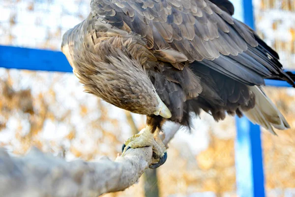 An eagle in the zoo cleans its wings with its beak. — Stock Photo, Image