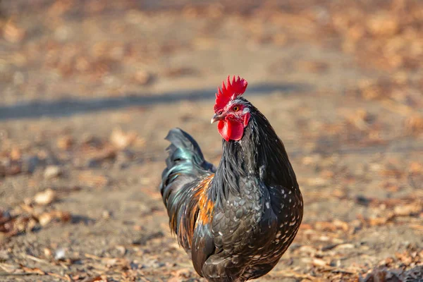 Retrato de un gallo hermoso mira hacia otro lado, primer plano . —  Fotos de Stock