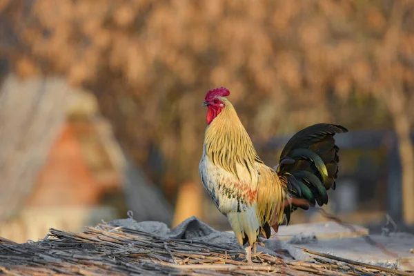 Un gallo se para en una colina y mira a su alrededor . —  Fotos de Stock