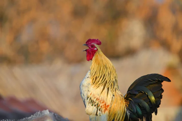 A rooster sits on a hill and crowes with an open beak. — Stock Photo, Image
