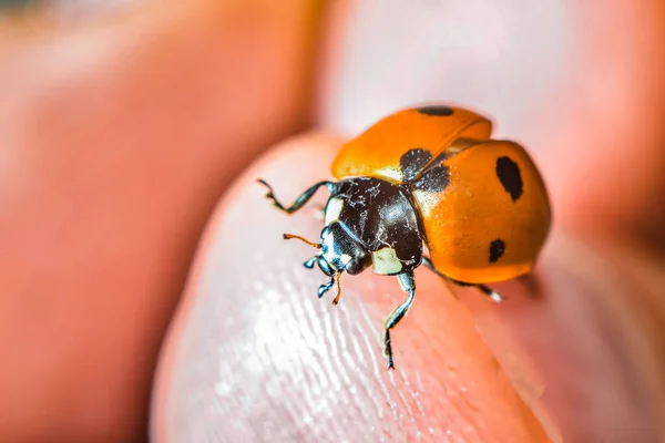 Joaninha rastejando em uma folha verde gramada, foto macro da vida selvagem . — Fotografia de Stock