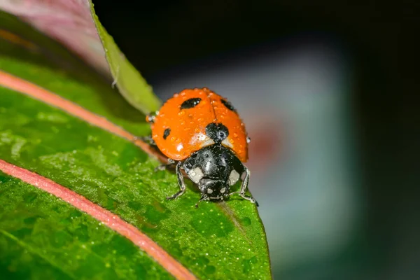 Joaninha rastejando em uma folha verde gramada, foto macro da vida selvagem . — Fotografia de Stock