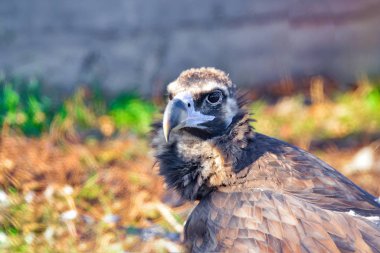 Bir kartal etrafa bakar..