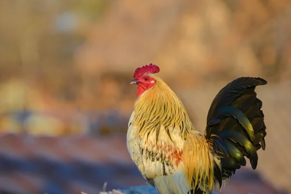 A rooster stands on a hill and looks around. — Stock Photo, Image